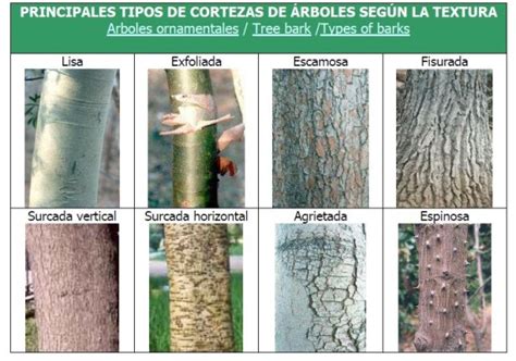 Corteza rugosa y fisurada del tronco de Styphnolobium japonicum