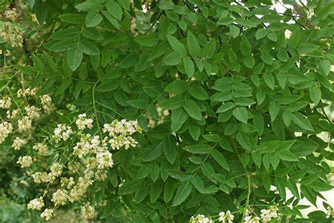 Flores blancas en panículas de Styphnolobium japonicum