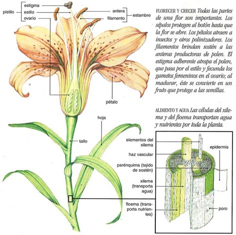 Detalle de la estructura de la flor de Styphnolobium japonicum