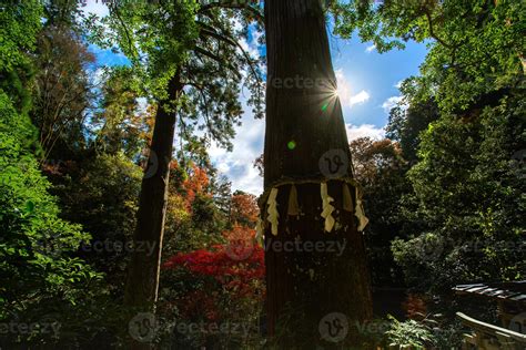 Árbol sagrado en el Santuario Yuki