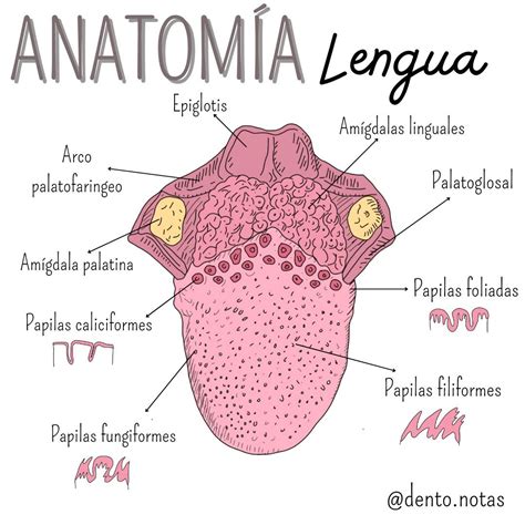 Diagrama mostrando la anatomía de un titán y su punto débil.