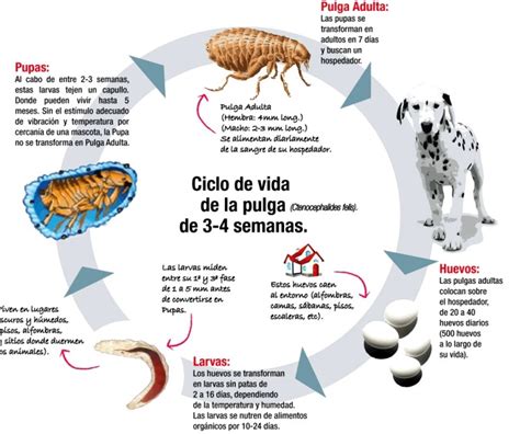 Infografía mostrando el ciclo de vida de la pulga y cómo interrumpirlo.