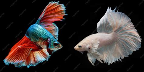 Peces luchadores atacando el puente de Green Bit