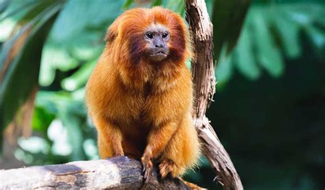 El mono característico de Bulma.