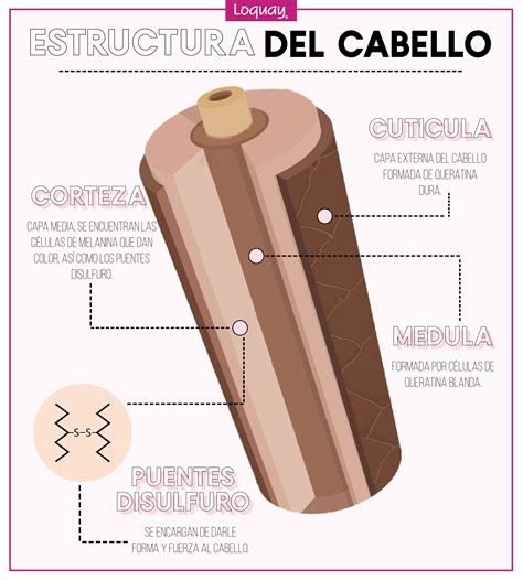 Esquema de la estructura del cabello y cómo actúa Ecoplex