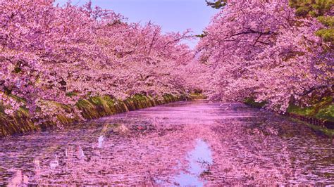 Flores de cerezo en Japón durante la primavera
