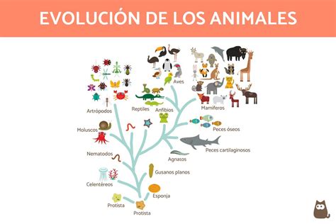 Esquema de la evolución de los Hollows