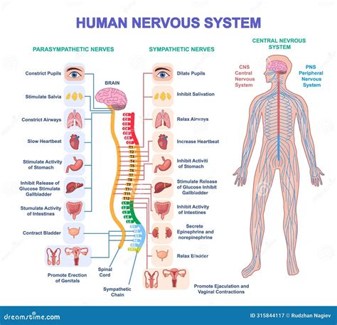 Diagrama del sistema nervioso humano