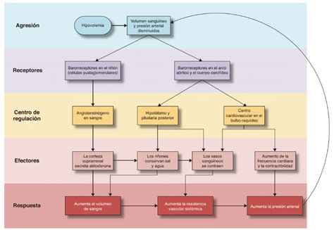 Gráfico que muestra la progresión de la curación emocional a través de etapas