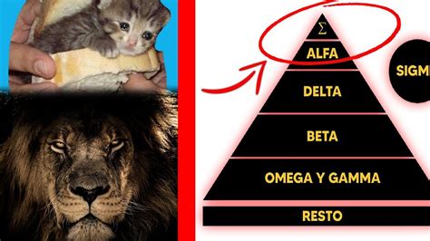 Diagrama de la jerarquía de Alfas, Betas y Omegas