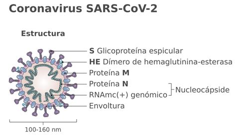 Estructura del virus SARS-CoV-2 y su proteína Spike