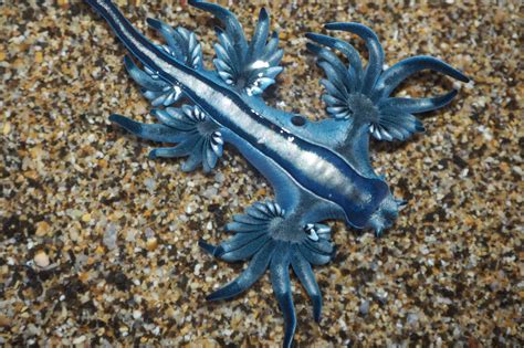 Ilustración del dragón azul (Glaucus atlanticus)