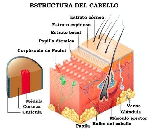 Infografía sobre la estructura del cabello y cómo actúan las tecnologías de reparación de enlaces