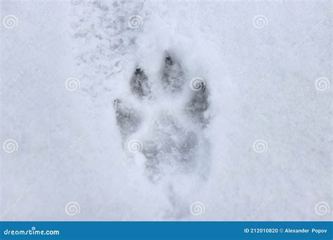 Huellas de lobo en la nieve