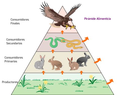 Esquema de la cadena alimenticia con el lobo en la cima