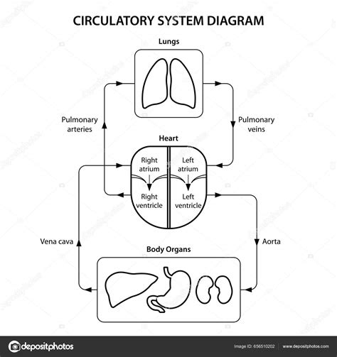 Diagrama del sistema circulatorio de chakra