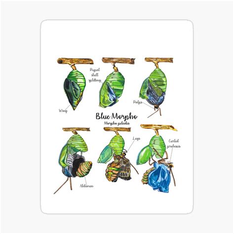 Ilustración del ciclo de vida de la mariposa Morfo Azul.