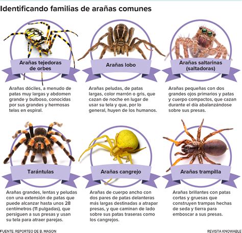 Familia de arañas demoníacas