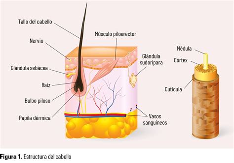 Estructura capilar y acción de la Pro-Keratina