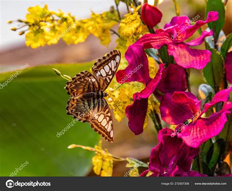 Ilustración de la Casa de la Mariposa.