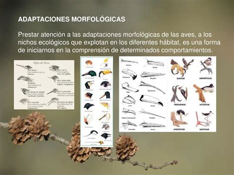 Merlín en diferentes adaptaciones
