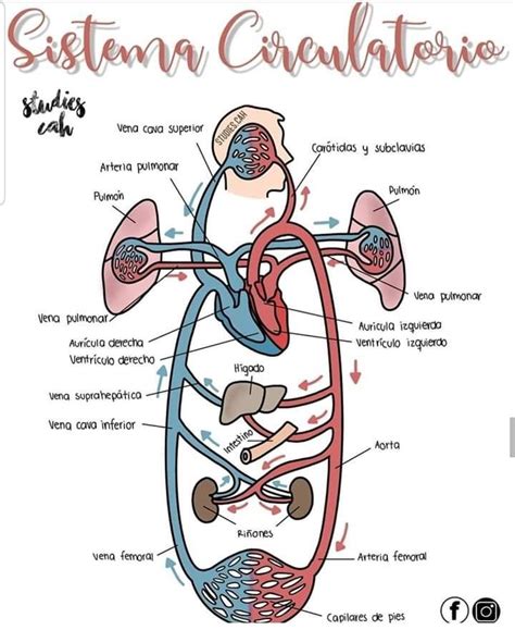 Diagrama del Sistema de Circulación de Chakra