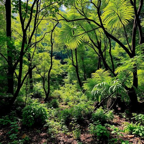 Sendero de montaña en Kurama con exuberante vegetación