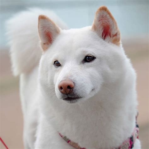 Ilustración de Shintarō, el perro Kishu