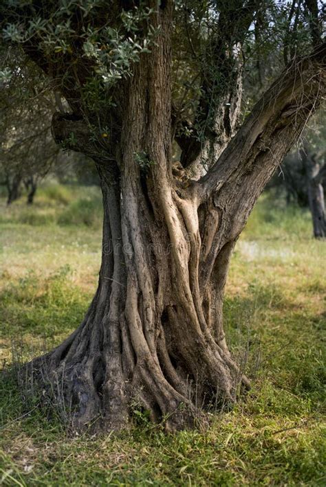 imagen de un olivo con el tronco encalado