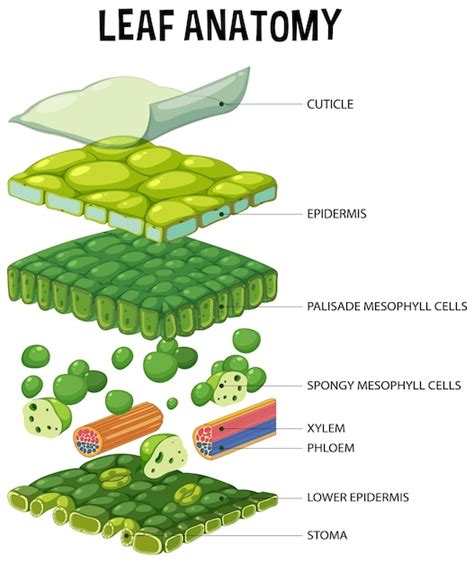 Diagrama de la estructura de poder en la Academia Aichi Symbiosis