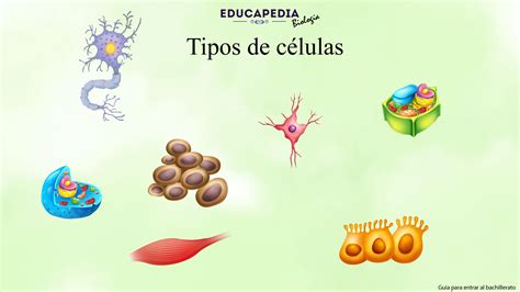 Cell en sus diferentes formas