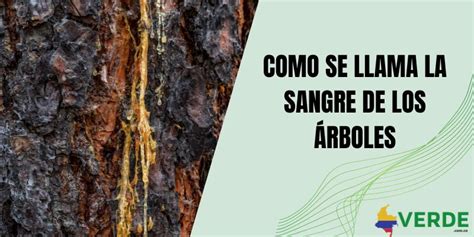 Sangre de Hashirama en los árboles