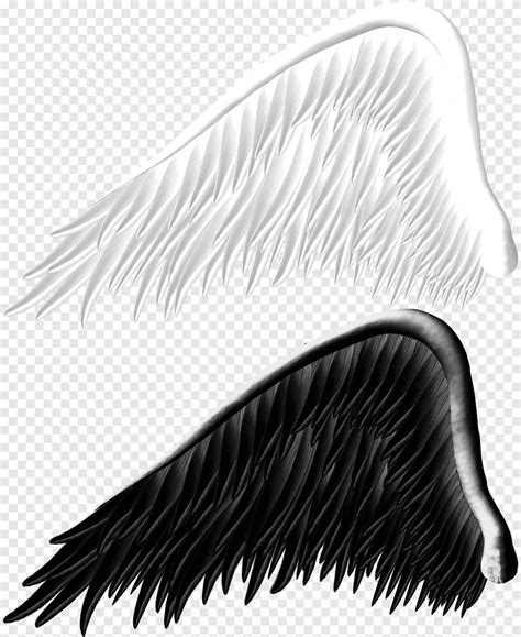 Mael con sus alas blancas y negras
