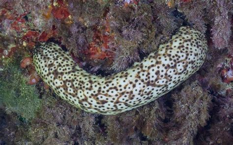 Power destruyendo a un Demonio Pepino de Mar