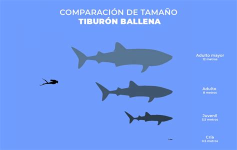 Comparación de tamaño entre Oars y un gigante normal