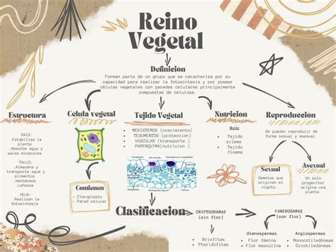 Mapa conceptual del Reino Kaio-shin y su ubicación en el macrocosmos