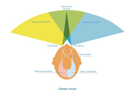 Diagrama que muestra el campo de visión de 360 grados del Byakugan, con el punto ciego resaltado.
