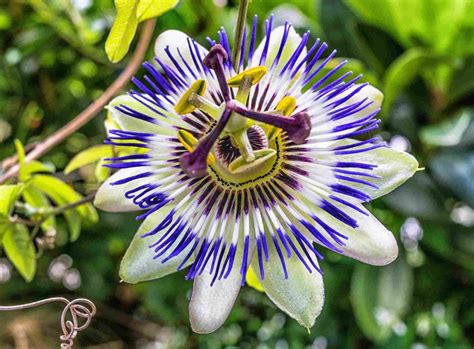 Una flor exótica con un brillo misterioso