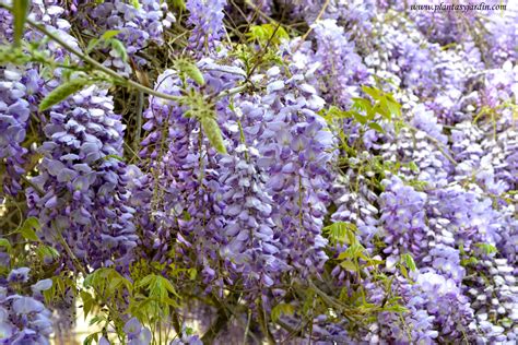 Flores de Wisteria Sinensis en racimos colgantes