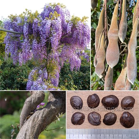 Wisteria Sinensis cultivada como árbol pequeño con soporte