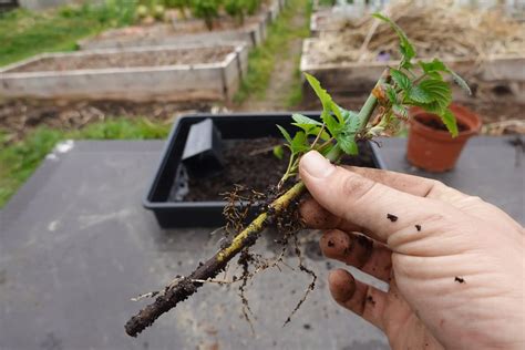 Esquejes de Wisteria listos para ser plantados