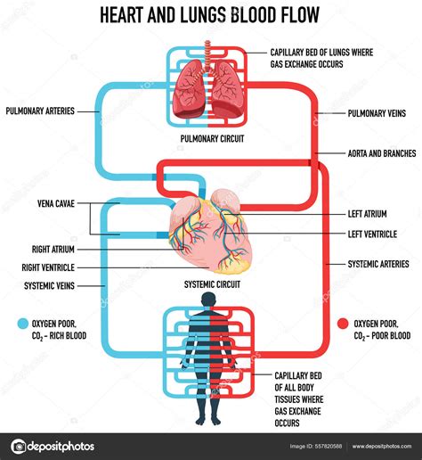 Diagrama del Gear 2 de Luffy mostrando el flujo sanguíneo acelerado