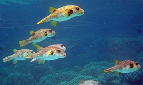 Luffy sufriendo los efectos del veneno del pez