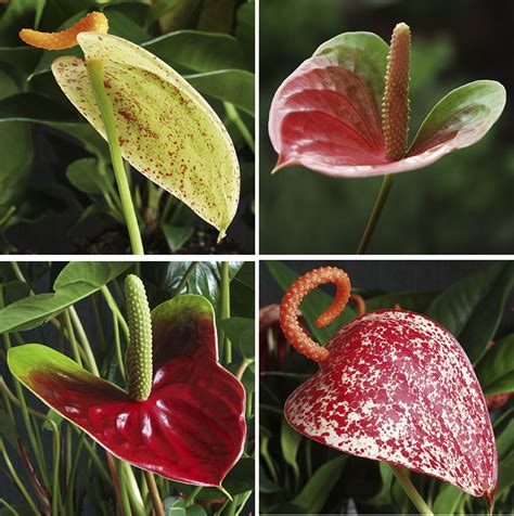 Variedad de flores Anthurium de diferentes colores