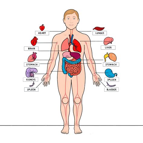 Diagrama de la anatomía de un titán y su punto débil