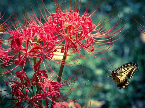 Flor del infierno (Lycoris radiata) en un cementerio