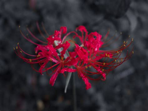Inflorescencia de la flor del infierno con detalles