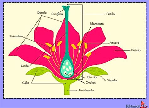 Diagrama de las partes de la flor Lycoris radiata
