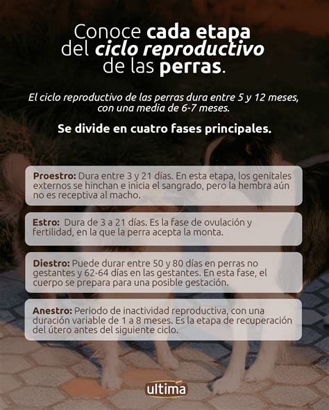 Ilustración de una perra y un perro macho interactuando durante el celo