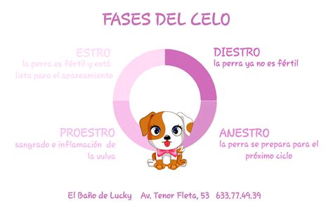Gráfico comparativo de la duración de las fases del celo